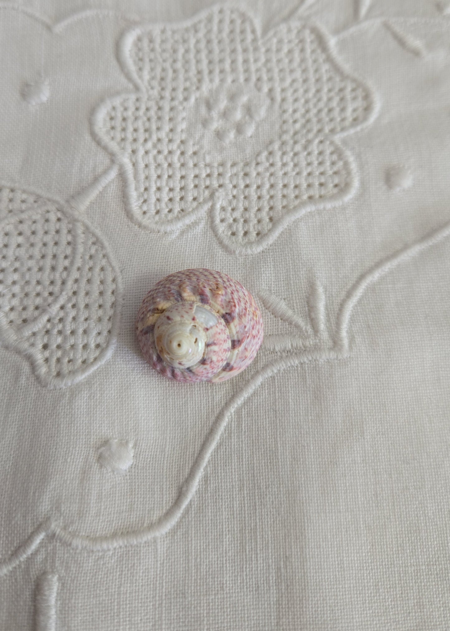 Escargot rose