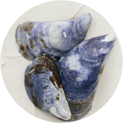 Perle de moule "St Malo"