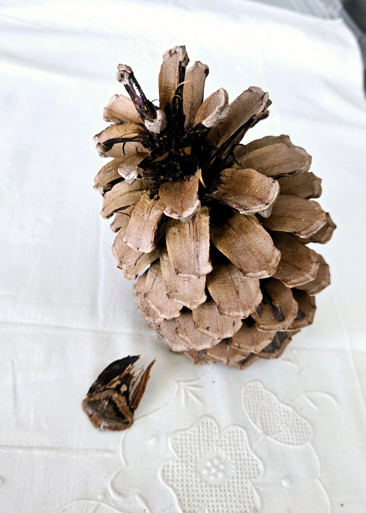 Pomme de pin & "Muguet"