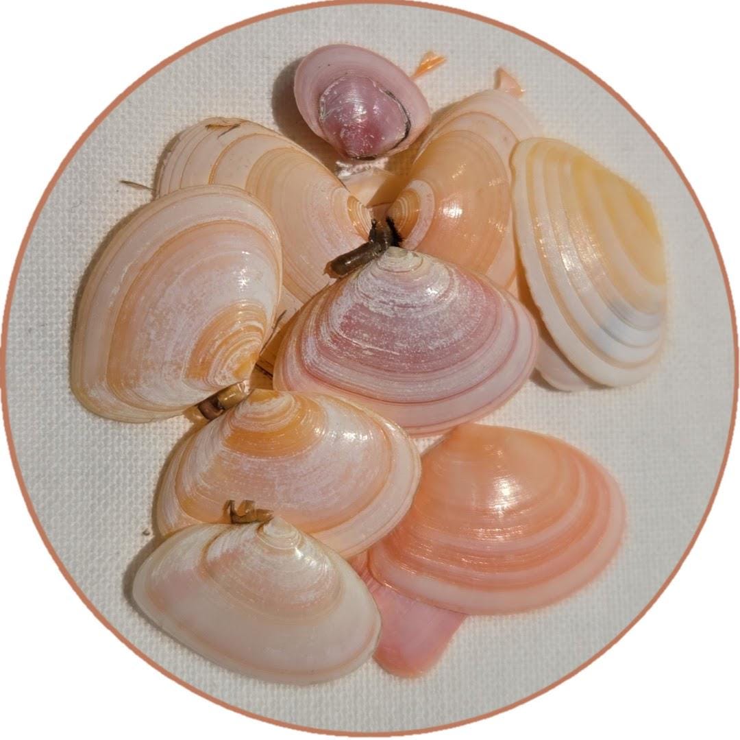 Porte-clés nacre et coquillage and fish