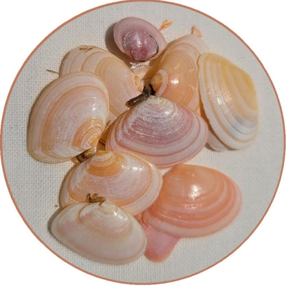 Porte-clés nacre et coquillage and fish